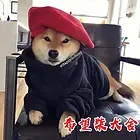 九江如何挑选纯种柴犬，柴犬靠谱商家