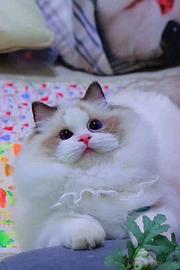 曲靖本地哪里出售布偶猫？双色布偶多少钱一只？