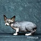 舟山纯种无毛猫幼崽低价出售