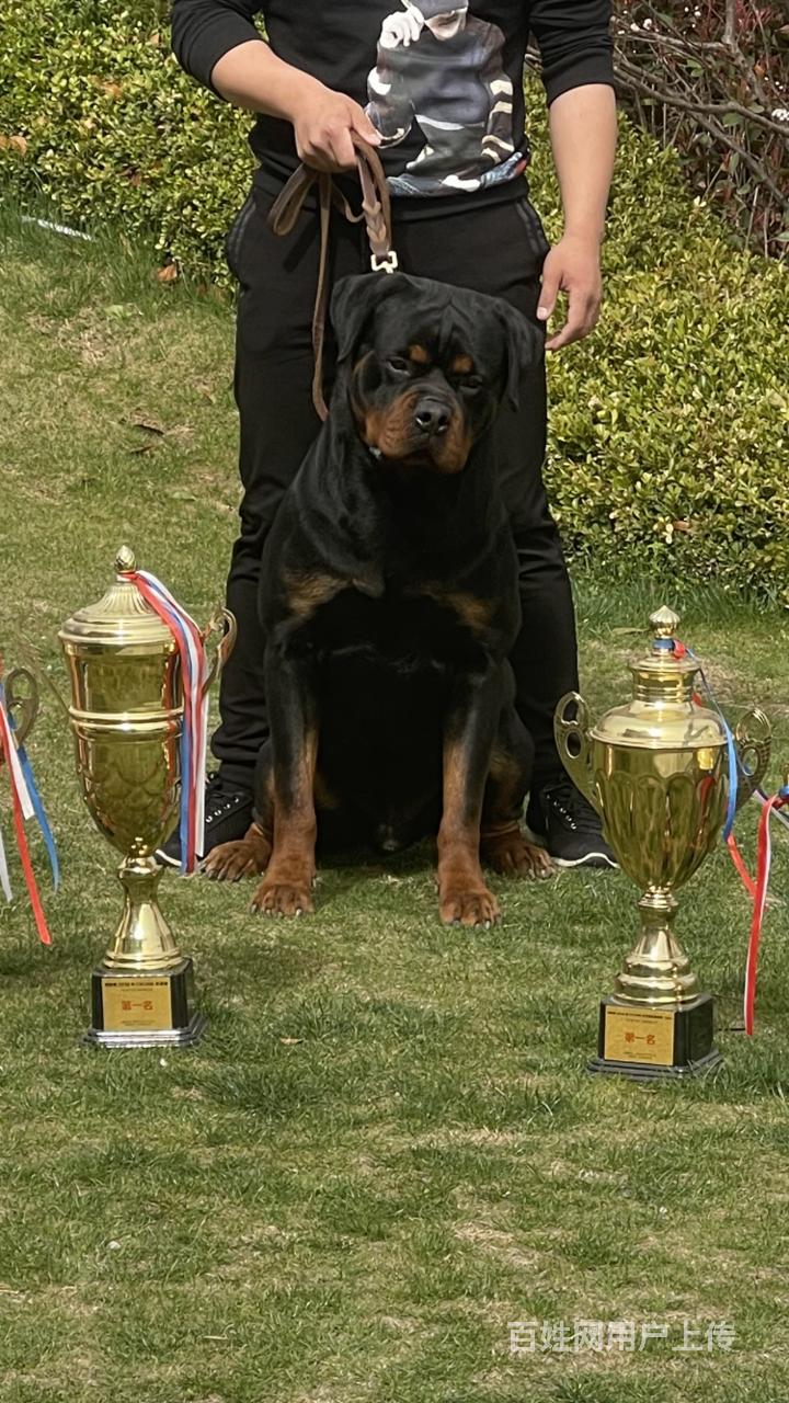 知名犬舍常年出售 罗威纳幼犬 签协议可上门