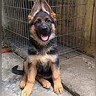 通辽哪里可以买到精品德牧犬 德牧连锁店