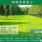 江门哪里有草籽供应商