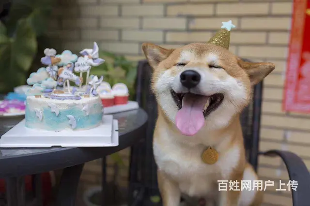 白山卖柴犬的养殖场，养殖场柴犬一般卖多少钱的图片
