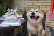 池州哪儿有纯种柴犬出生，纯种柴犬价位表
