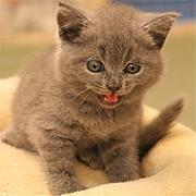 仙桃靠谱的卖蓝猫的商家 蓝猫一只价位