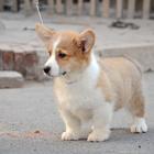 专业繁殖纯种威尔士柯基犬幼犬出售,纯种健康