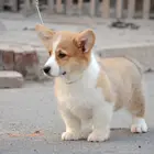 专业繁殖纯种威尔士柯基犬幼犬出售,纯种健康