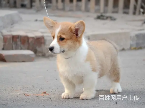 专业繁殖纯种威尔士柯基犬幼犬出售,纯种健康的图片