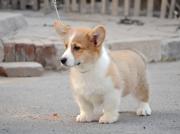 专业繁殖纯种威尔士柯基犬幼犬出售,纯种健康