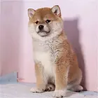 出售日系柴犬双血统 养殖场直销 可送货