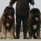 玉溪【十年老店】常年繁殖优质血统高加索幼犬