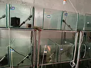 鱼缸
