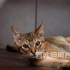 云南玉溪双血统阿比西尼亚幼猫价格
