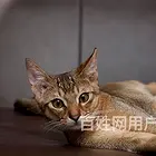 湖南郴州纯种阿比幼猫全国包邮