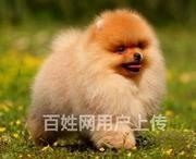 芜湖【同城有门店】茶杯犬犬舍芜湖茶杯犬