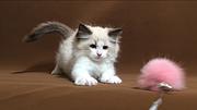 曲靖现在卖布偶猫的哪家靠谱些，靠谱的卖布偶猫商户