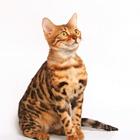 那里有卖孟加拉豹猫的 孟加拉豹猫多少钱 包健康