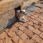 狗狗