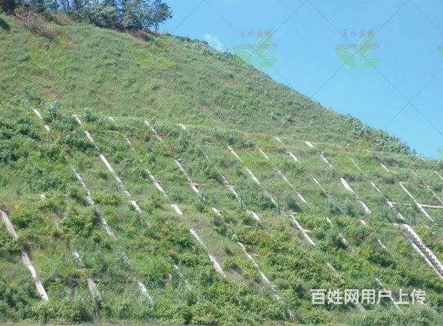 浙江高速公路边坡加固施工用什么草种草籽边坡材料