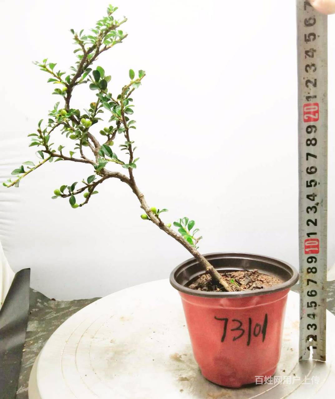平枝荀子水杨梅水腊淘宝网盛世鑫毅植物园基地一手直销