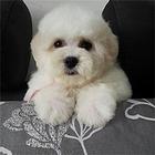 上饶【*推荐】比熊犬舍‖比熊养殖场