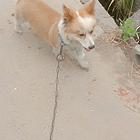 柯基犬急售，因外出工作，无法照顾