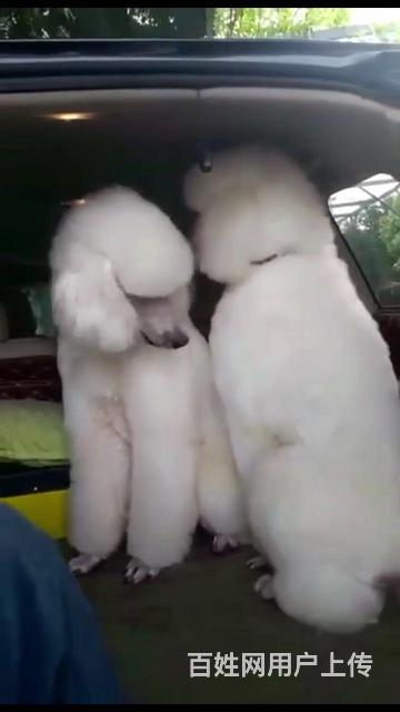 毕节哪里有卖巨贵 巨贵哪家靠谱的图片