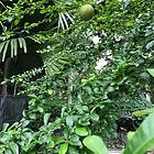 绿地天成苑房屋出售