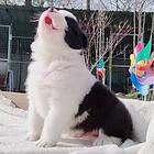 池州边境牧羊犬，智商*高犬，【益帆边境犬舍