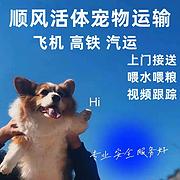 毕节织金宠物托运（猫狗）邮寄速运空运 （2023今日 推荐运