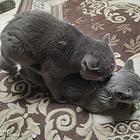 纯种蓝猫  英短   公