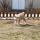 安康CKU认证犬舍【秋田犬】保障健康 终生售后