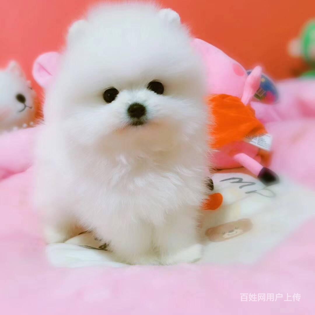 博美犬 赛级博美犬 哈多利俊介博美犬出售 签协议