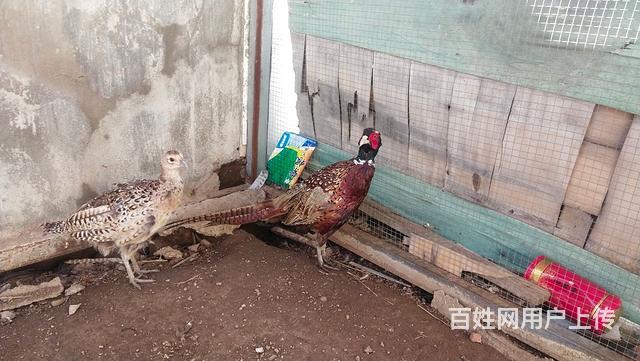 宠物鸡的图片