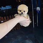 洛阳【*推荐】博美犬舍‖博美养殖场