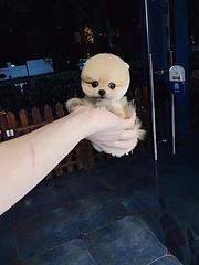 芜湖哪有繁殖博美幼犬的，博美幼犬多少钱一只
