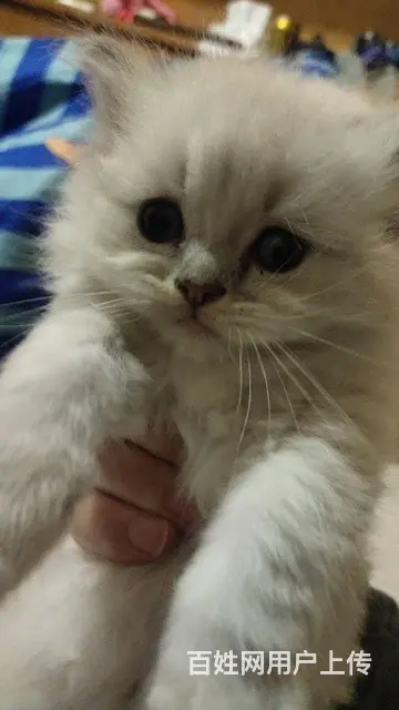 【搞定了！】宠物猫 布偶猫的图片