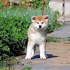 芜湖正规秋田犬舍地点联系方式
