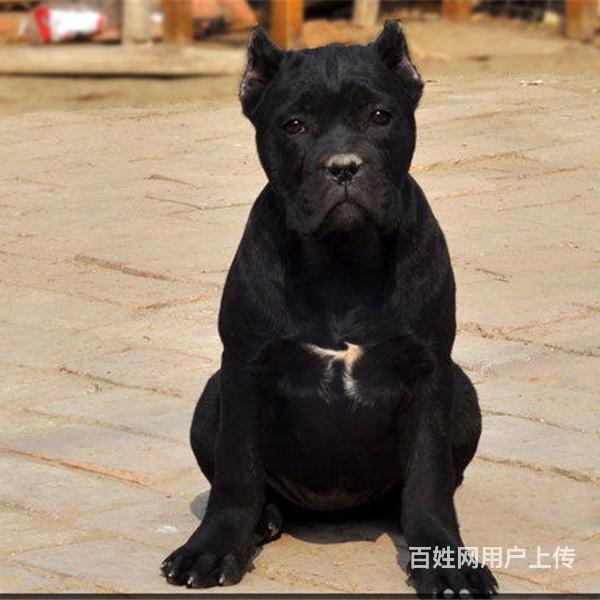 九江卖卡斯罗的狗场，卡斯罗多少钱一只的图片