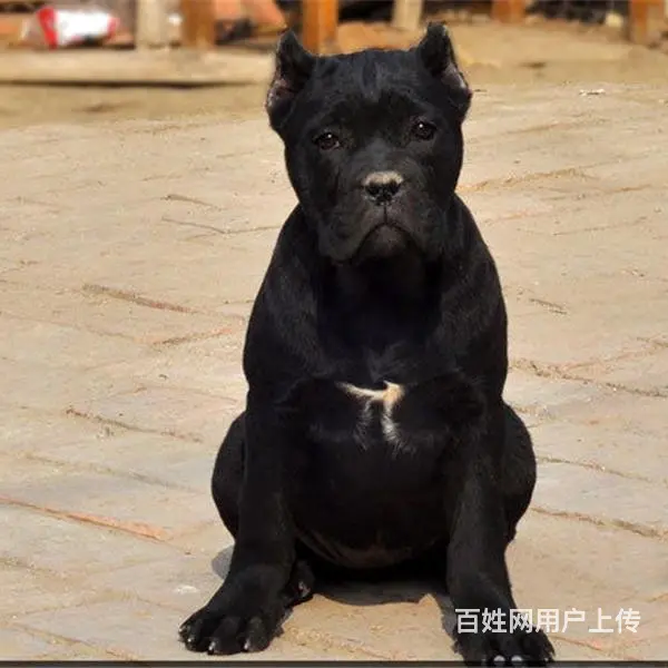 周口买一只卡斯罗大概要多少钱，卡斯罗犬舍地址的图片