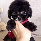 黔东南正规泰迪犬舍纯种泰迪到底多少钱一只