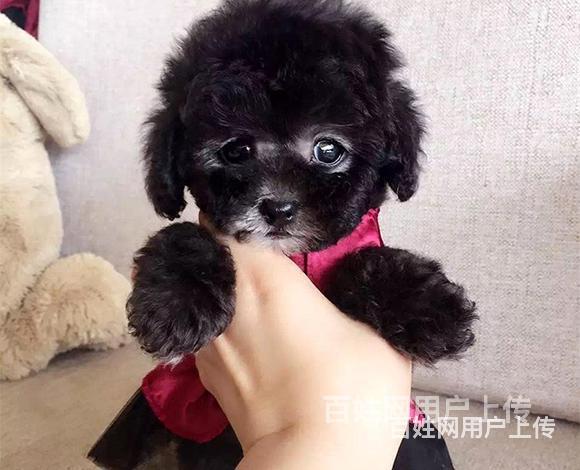 阿拉善如何挑选好看的泰迪泰迪市场价多少钱的图片