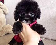 通化【泰迪犬舍】地址泰迪多少钱一只