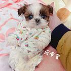 纯种西施犬多少钱一只 西施幼犬价格多少钱 西施智商
