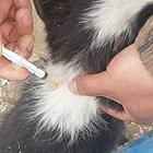 边境牧羊犬    秒杀
