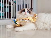 纯种幼猫布偶猫好养吗 为什么贵 图片价格