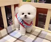 纯种哈多利博美幼犬、娇小体型、品质一流