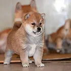 高品质赛级血统柴犬 可现场挑选 保一年健康