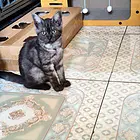 可爱小猫找新家