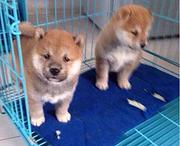 包头从哪里购买柴犬 哪里可以买到柴犬呢?